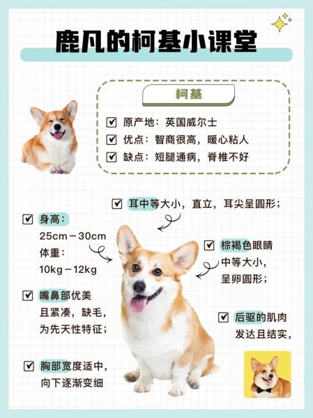 柯基犬幼犬(买回来后要注意什么)