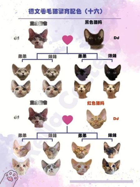 柯尼斯卷毛猫(跟德文卷毛猫有什么区别)