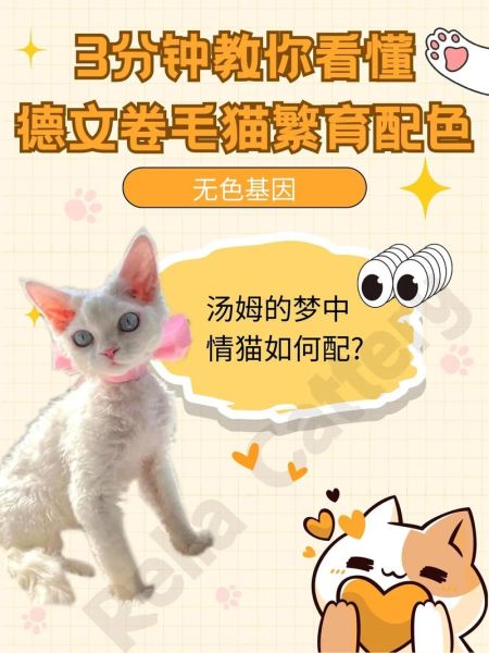 柯尼斯卷毛猫(跟德文卷毛猫有什么区别)