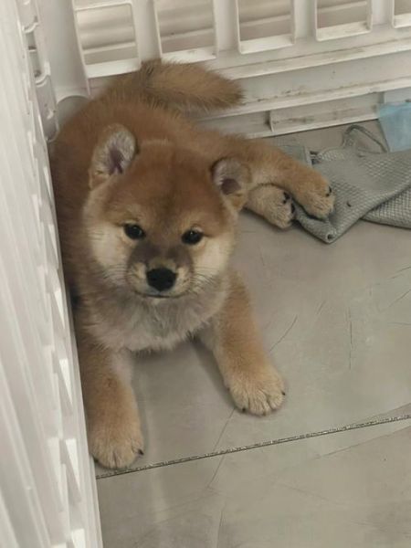 柴犬(它真的容易照顾吗)