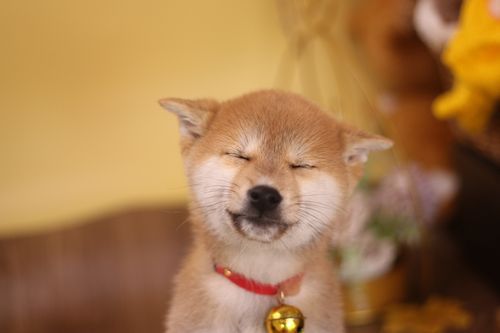 柴犬(它真的容易照顾吗)