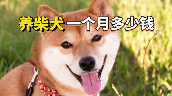 柴犬一般要多少钱(买一只柴犬要准备多少钱)