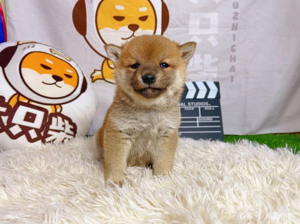 柴犬价格(便宜的柴犬靠谱吗)