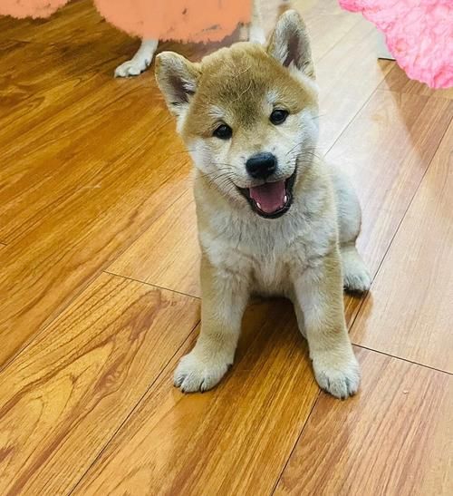柴犬价格(便宜的柴犬靠谱吗)