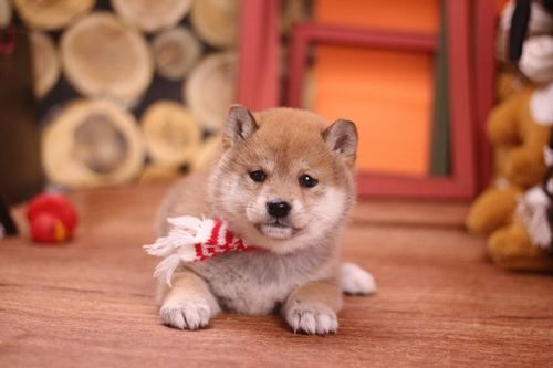 柴犬价格多少钱一只(买一只要花多少钱)