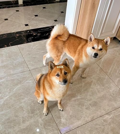 柴犬图片( 照片能一眼看出它们的区别吗)