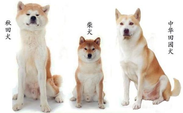柴犬图片( 照片能一眼看出它们的区别吗)