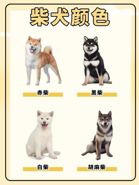 柴犬现在多少钱?(不同颜色价格一样吗)