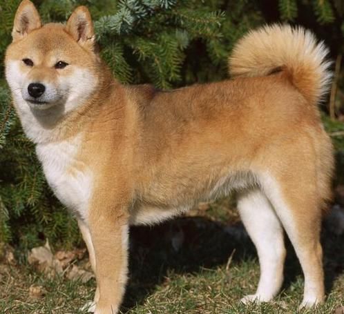 柴犬训练(训练柴犬有什么需要注意的事项)