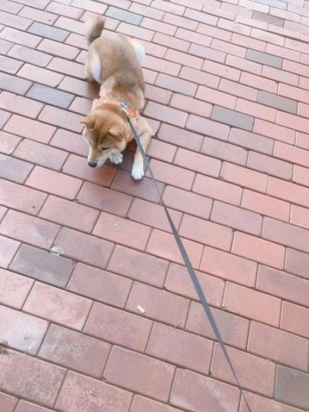柴犬训练(训练柴犬有什么需要注意的事项)