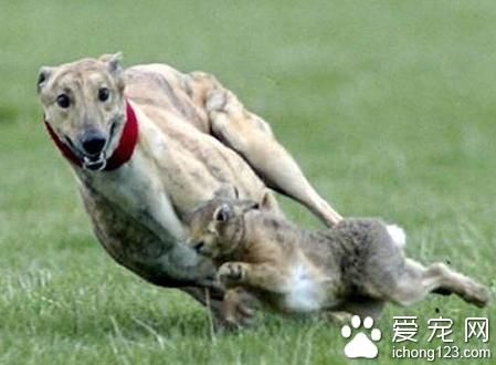 格力撵兔(真的能抓到兔子吗)