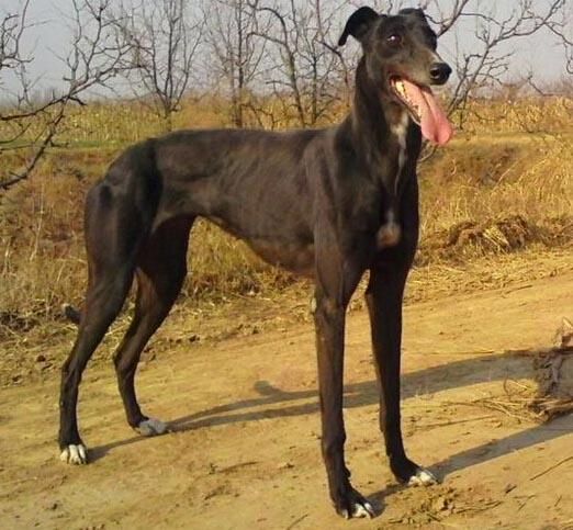 格力犬价格(上万块的格力犬到底好在哪)