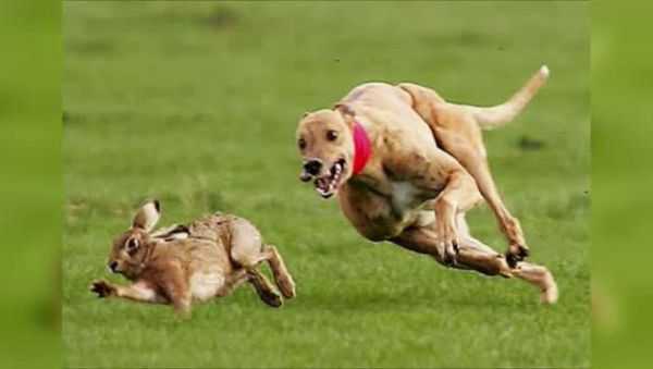 格力犬撵兔(真的能撵到兔子吗)