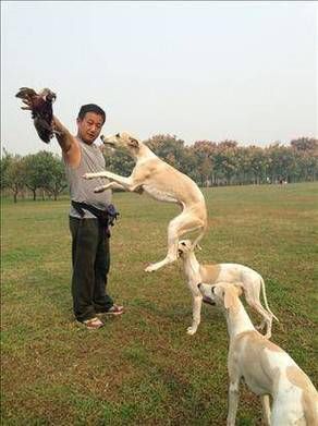 格力犬撵兔(真的能撵到兔子吗)