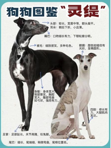 格力犬论坛(你又了解多少呢)