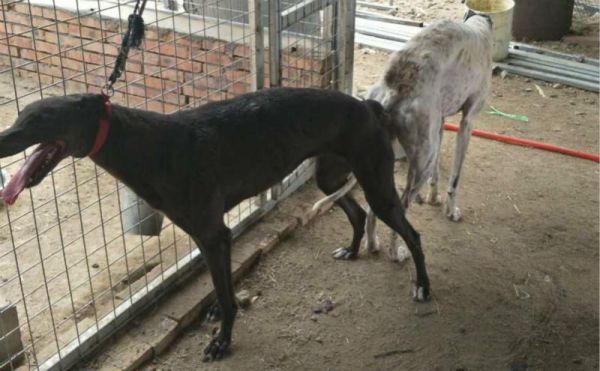 格力犬诺里斯(揭秘格力犬诺里斯的家族史)