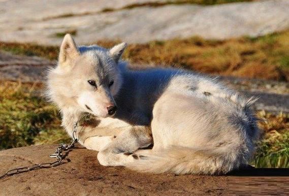 格陵兰犬(为什么它会被称为雪橇犬中的隐形人)