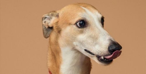 格雷伊猎犬(到底有什么厉害之处)