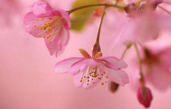 桃花初开打一生肖(谁才是你心中的答案)