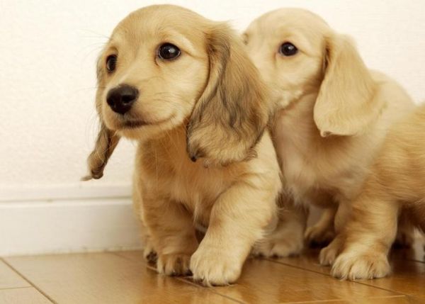 梗犬(两种身份都能兼顾吗)
