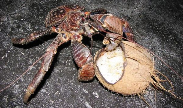 椰子蟹能吃吗( 800一斤的椰子蟹味道怎么样)