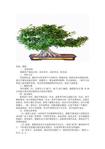 榕树的养殖方法和注意事项(是缺水还是晒太阳)