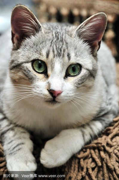 欧洲短毛猫( 是不是跟英短一样古老)