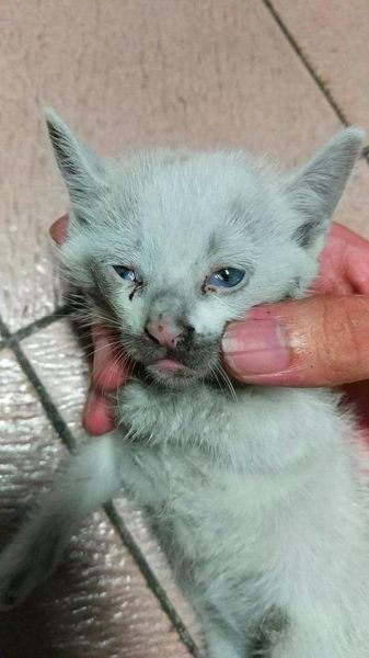 死猫(是不是预示着什么不好的事)