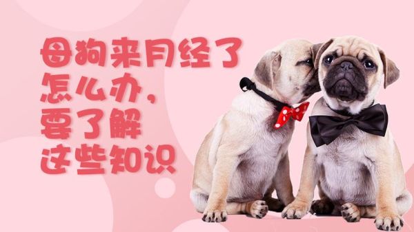 母狗会来月经吗(多久来一次呢)