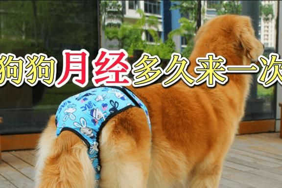 母狗会来月经吗(多久来一次呢)