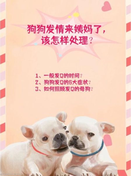 母狗来月经怎么办(要怎么预防疾病)