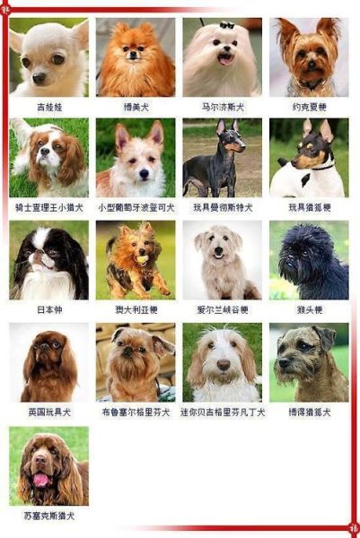 母狗狗的名字(还是甜美一点的)