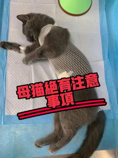 母猫绝育(做完手术后又要怎么照顾)