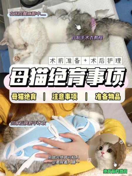 母猫绝育(做完手术后又要怎么照顾)