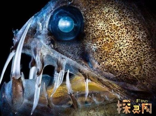 毒蛇鱼(毒蛇鱼是其中最厉害的吗)