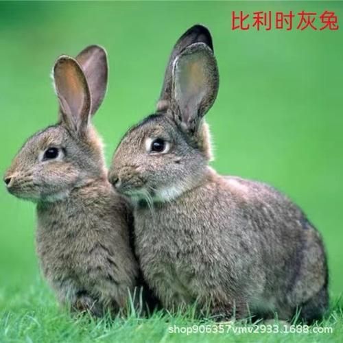 比利时兔(繁殖速度快吗)