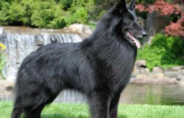 比利时牧羊犬价格(不同等级价格差距到底有多大)