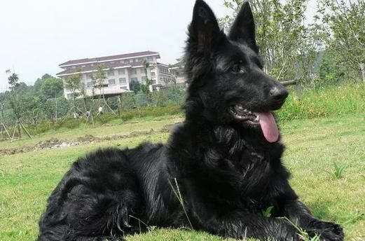比利时牧羊犬的价格(买一只靠谱的要花多少)