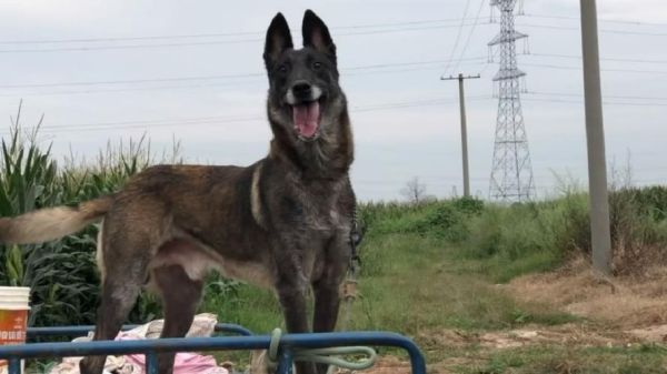 比利时马犬(它是不是只有警犬、搜救犬这些工作才能胜任)