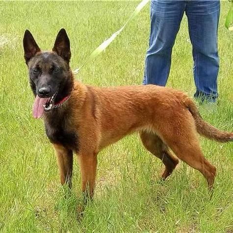 比利时马犬(它是不是只有警犬、搜救犬这些工作才能胜任)