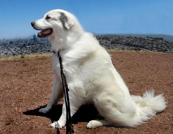 比利牛斯山犬( 为什么不能养)