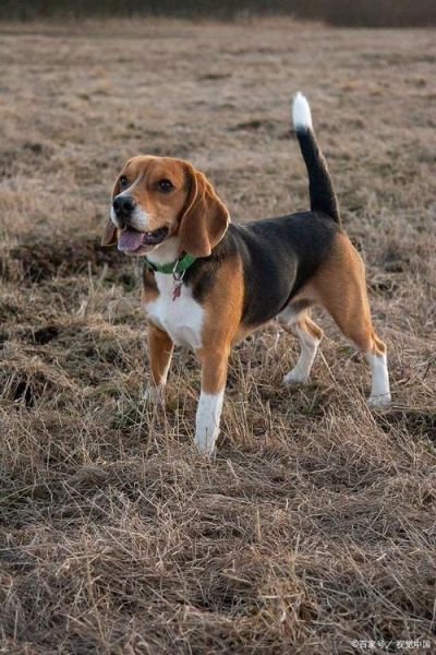比格犬(养比格犬有哪些需要注意的事项)