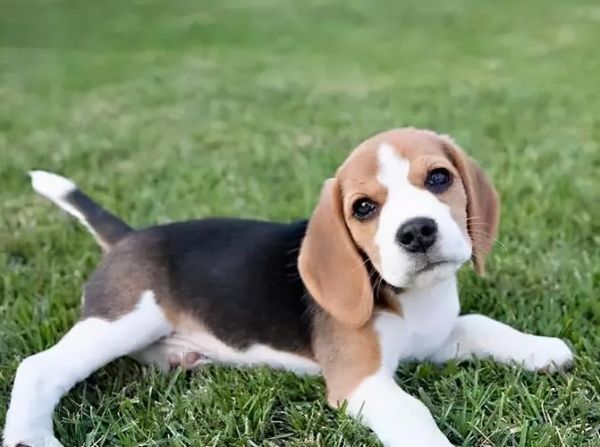 比格犬(养比格犬有哪些需要注意的事项)