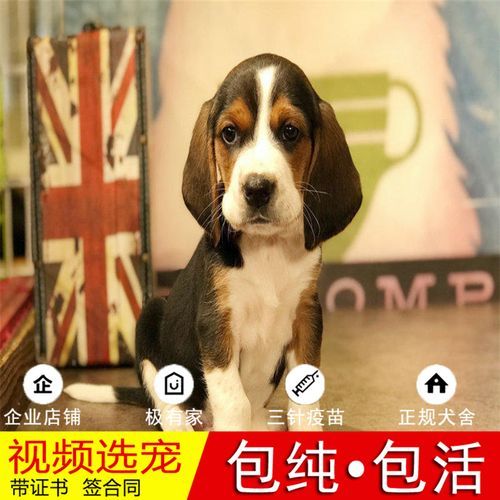 比格犬价格(哪里能买到便宜又健康的比格犬)