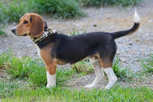 比格犬价格(哪里能买到便宜又健康的比格犬)