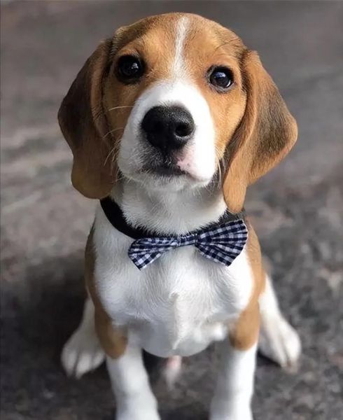 比格犬图片(为啥会被当成实验犬)