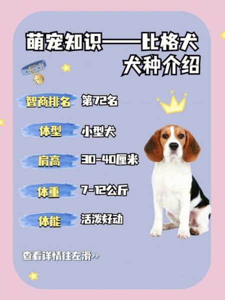 比格犬多少钱(买一只比格犬要花多少)