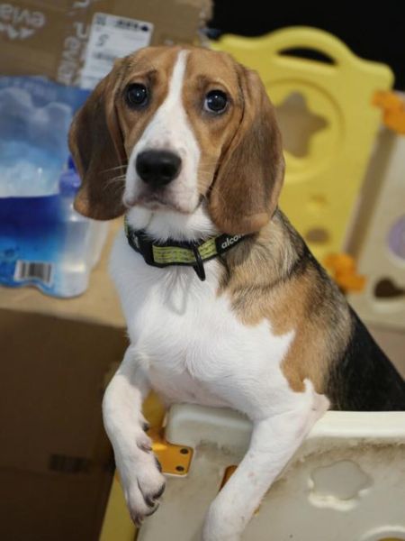 比格犬好养吗(它是不是特别喜欢叫)