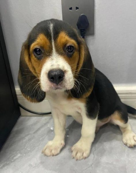 比格犬好养吗(它是不是特别喜欢叫)