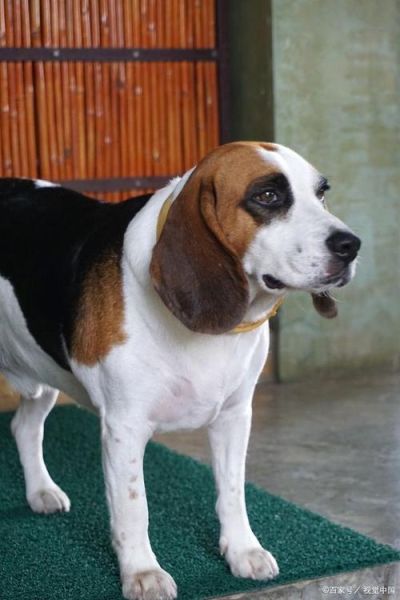 比格犬性格(那它们脾气好不好)